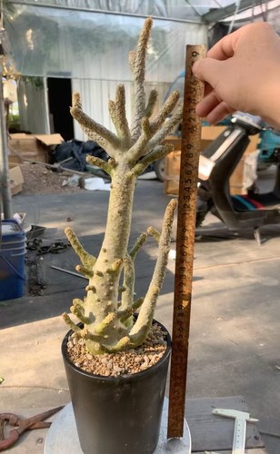 Rare live house plant - rare,