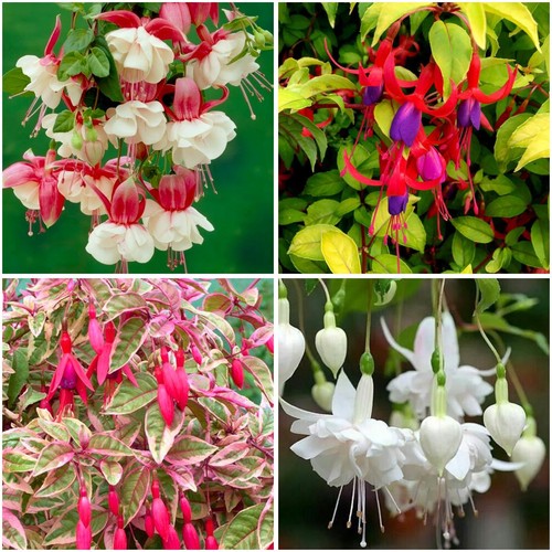 Hardy fuchsia collection - [x4],