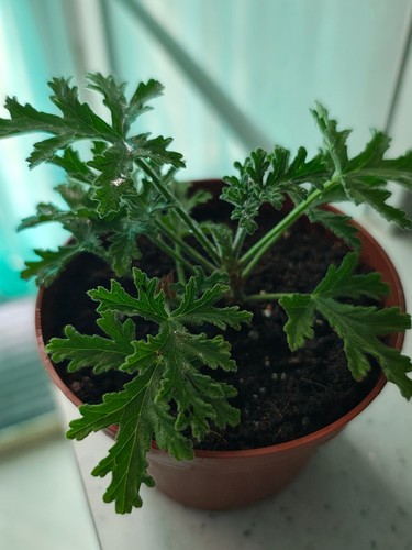 Pelargonium peppermint scented - peppermint,