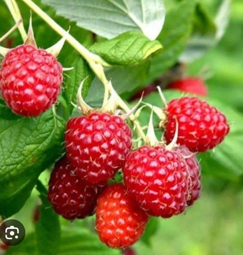 Raspberry canes autumn - 6x,
