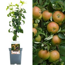 Patio Fruit Tree Collection |
