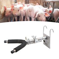 Piglet castration tools - piglet,