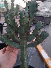 Euphorbia Caerulescens, Segment Cutting Off From The Main Plant. 