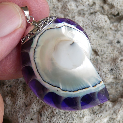 Large purple nautilus shell - purple,