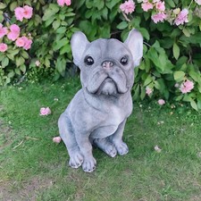 Sitting French Bulldog