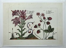 Botanical Illustration White