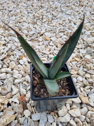 Agave nigra sharkskin - agave,