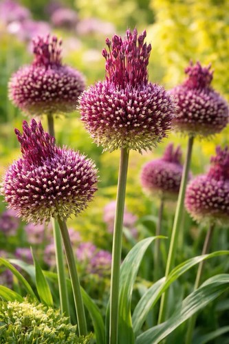 Allium red mohican bulbs - 3x,