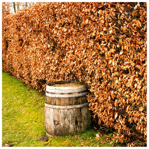 Green beech hedging plants - green,