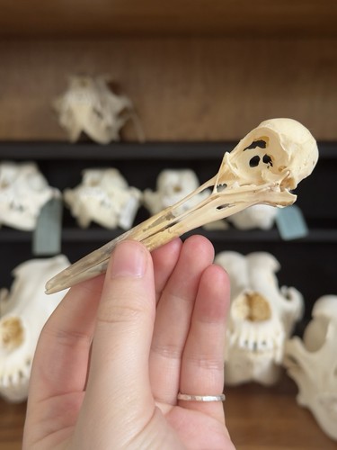 Taxidermy skeleton bones