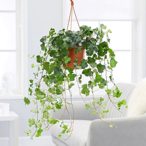 70cm hedera helix wonder - 70cm,