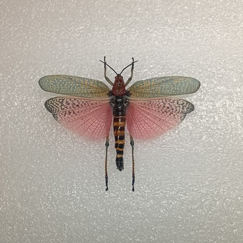 Rainbow milkweed locust - rainbow,