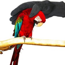 Parrot Training Gloves Level 5