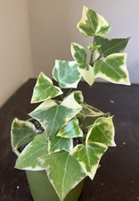 Senecio macroglossus - senecio,