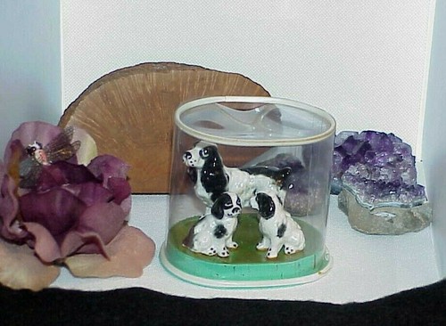 English dog springer spaniel - english,