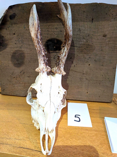 Large animal deer skull - large,
