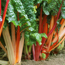 Rhubarb Goliath | Grow Your