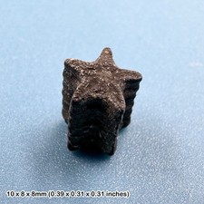Authentic crinoid star stem