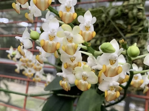 Rare phalaenopsis lobbii - phalaenopsis,