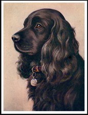 COCKER SPANIEL LOVELY DOG HEAD