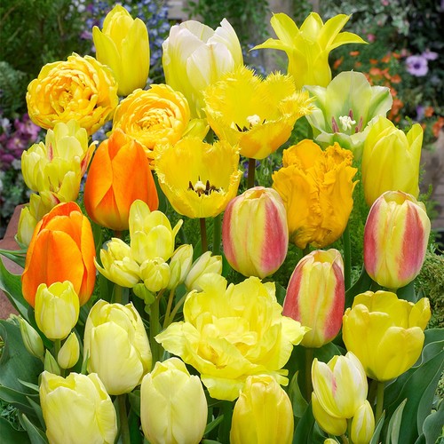 Tulip yellow blend mixed 10x - yellow,