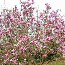 Magnolia Ricki Deciduous