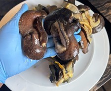 Large  Fresh frozen bush snail