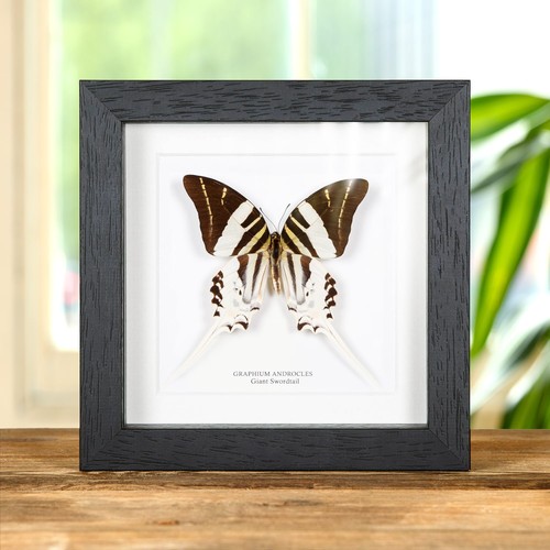 Giant swordtail taxidermy - giant,