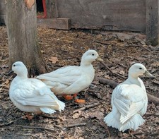 10+ Call Duck Hatching Eggs