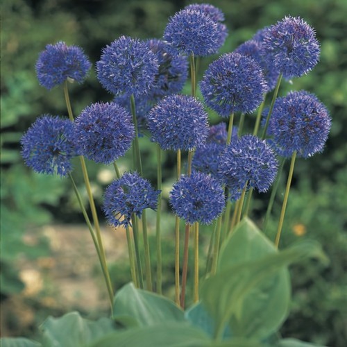 Allium azureum caeruleum - allium,
