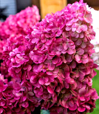 Hydrangea Shrub  Wims Red IN