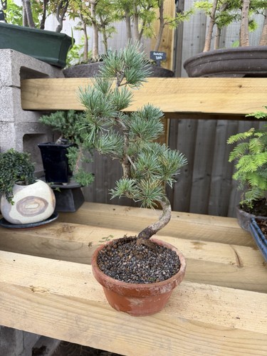 Potted pine bonsai - potted, tree