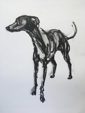 Original signed Oil Based Crayon sketch of a Whippet Greyhound Lurcher A2 Approx