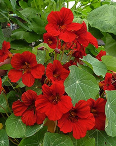 Red empress india - 15,