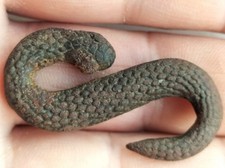 Rare Civil War Snake Belt Buckle 1865