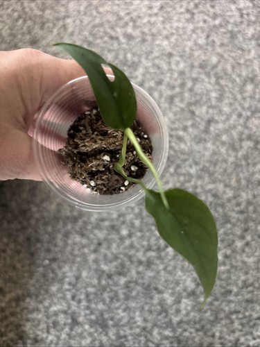 Monstera obliqua leichtinii - monstera,