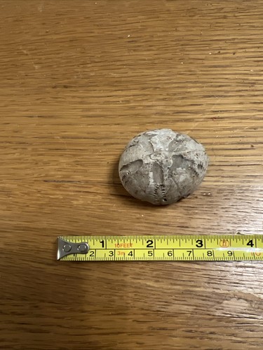 Sea urchin fossil - sea,