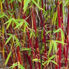 Fargesia asian wonder hardy - fargesia,