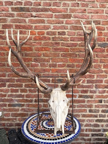 Stags head skull with custom - with,