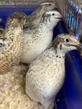 Coturnix Quail Eggs From