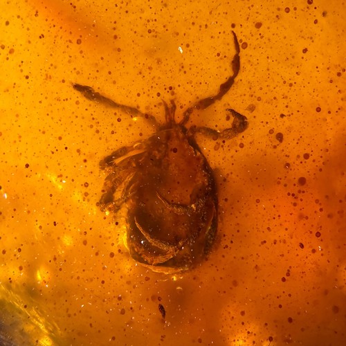 Tick burmese burmite - in,