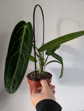 Anthurium Warocqueanum Rare