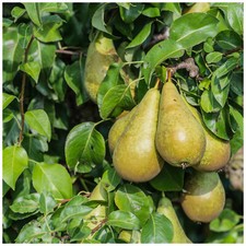 Dwarf Patio Conference Pear