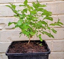 Crape Myrtle (Lagerstroemia) -