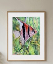Original Tropical Angel Fish