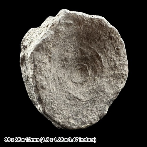 Ichthyosaur vertebra fossil - ichthyosaur,