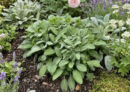Large sage plants - 2,