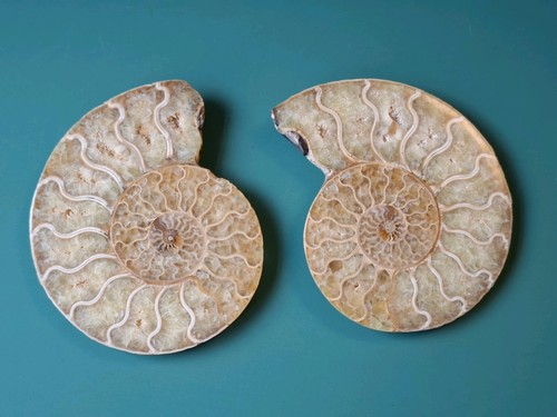 Cut and polished cretaceous - and,
