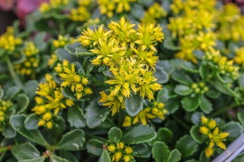 Sedum little miss - sedum, 'little