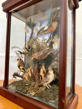 Victorian Cased Ornithological Group Of Birds
